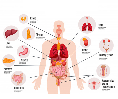 Internal body organ illustration